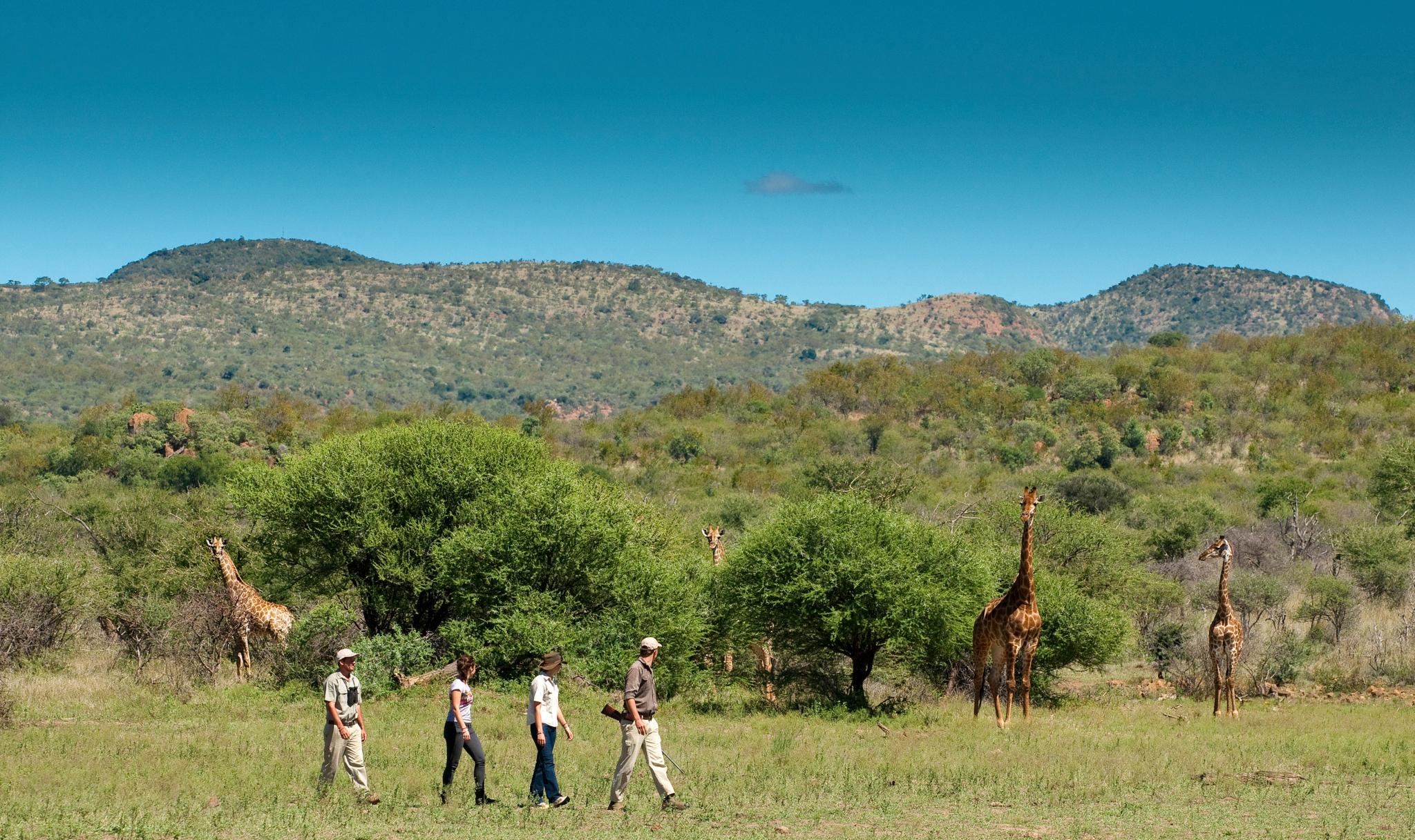 Madikwe Safari Lodge Madikwe Vadrezervátum Kültér fotó